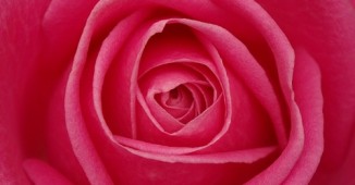 recette-parfum-rose