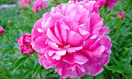 fleur de pivoine