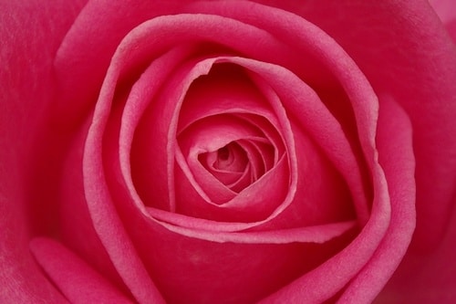 recette-parfum-rose